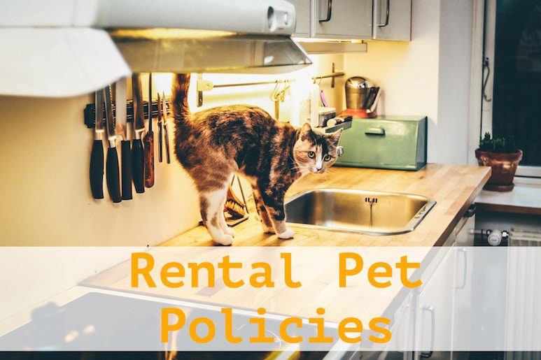 Rental Pet Policies | Modesto Property Management Education