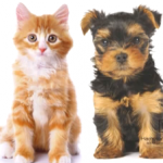 A photo of a cat and dog for Rental Pet Policies of Modesto Property Management Education