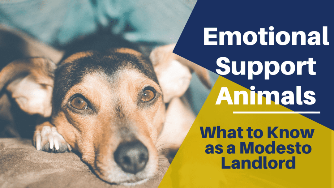 Emotional Support Animals What To Know As A Modesto Landlord