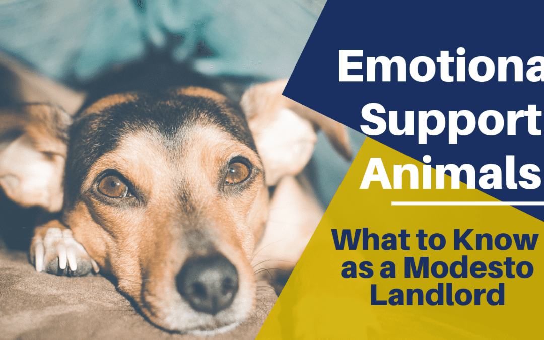 Emotional Support Animals: What to Know as a Modesto Landlord